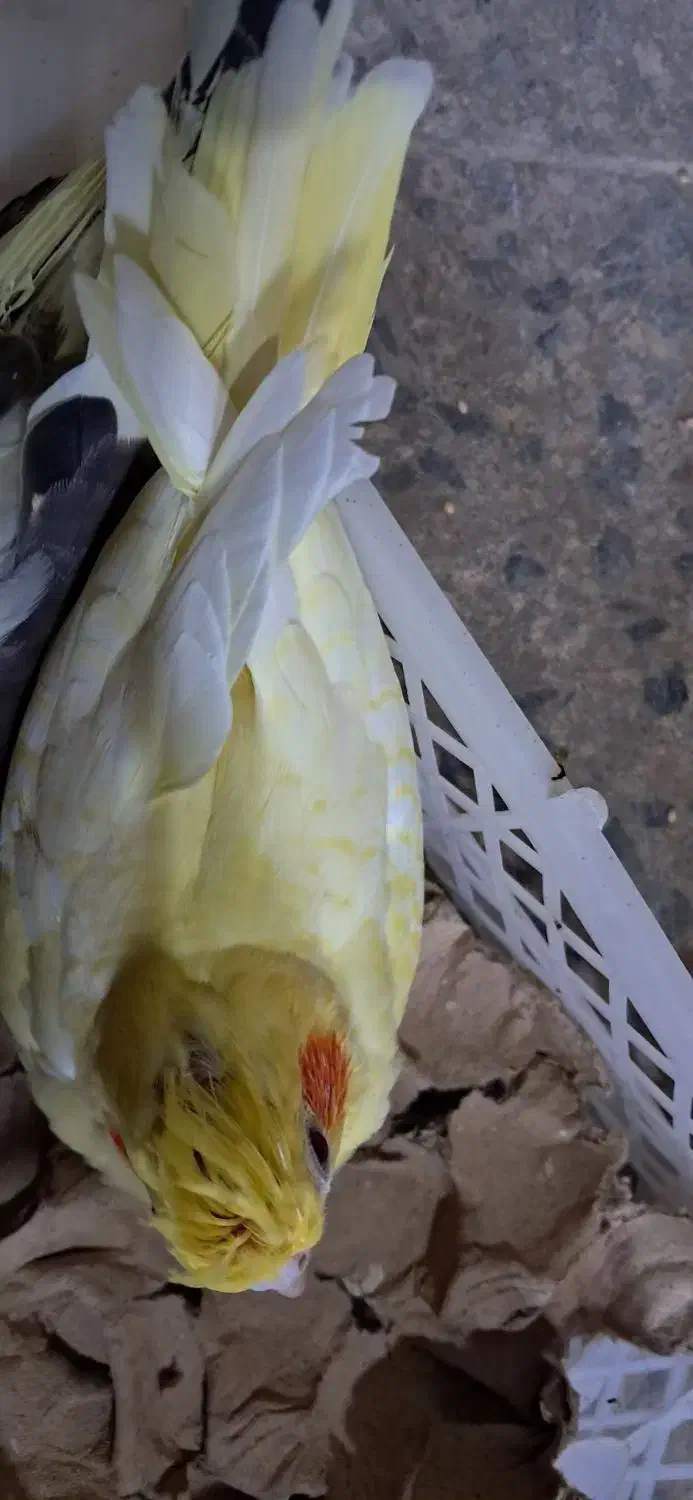 طوطی عروس سرلاکی|پرنده|بابل, |دیوار