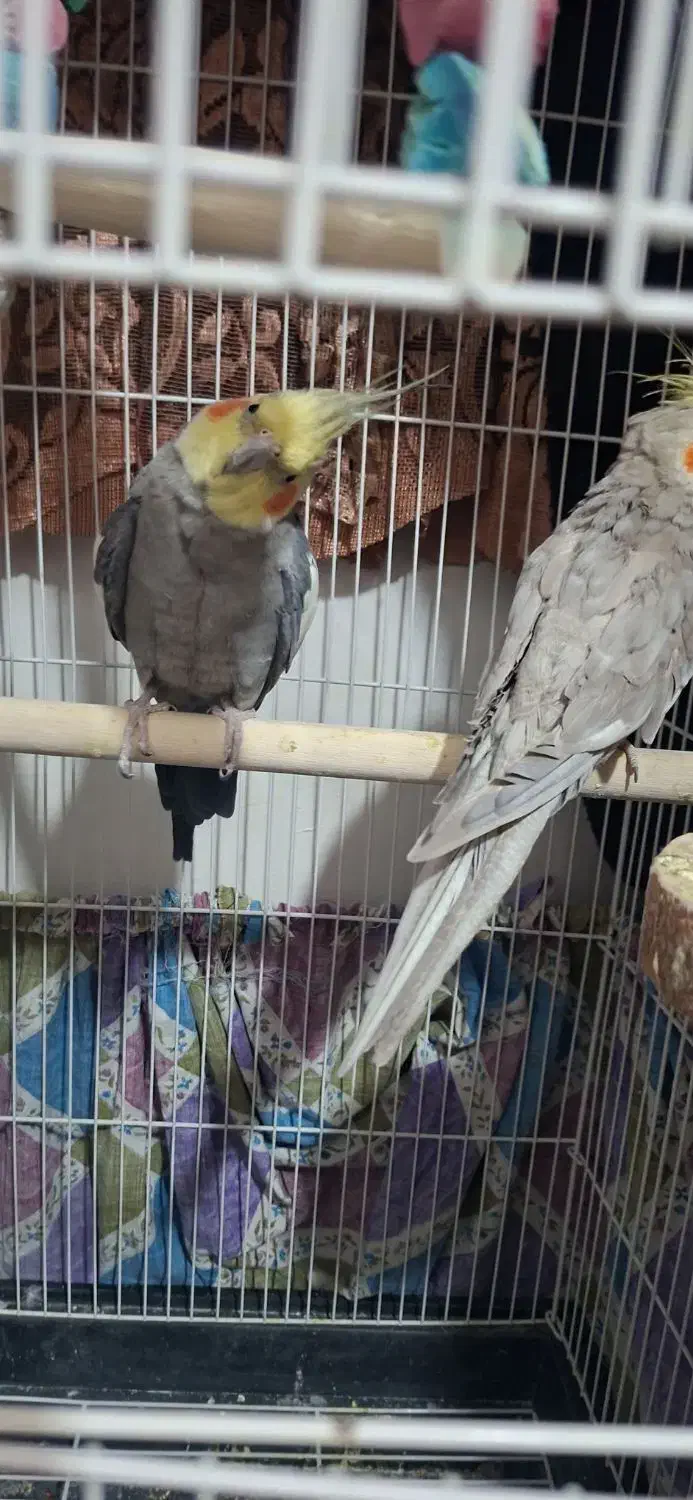 عروس هلندی|پرنده|قزوین, |دیوار