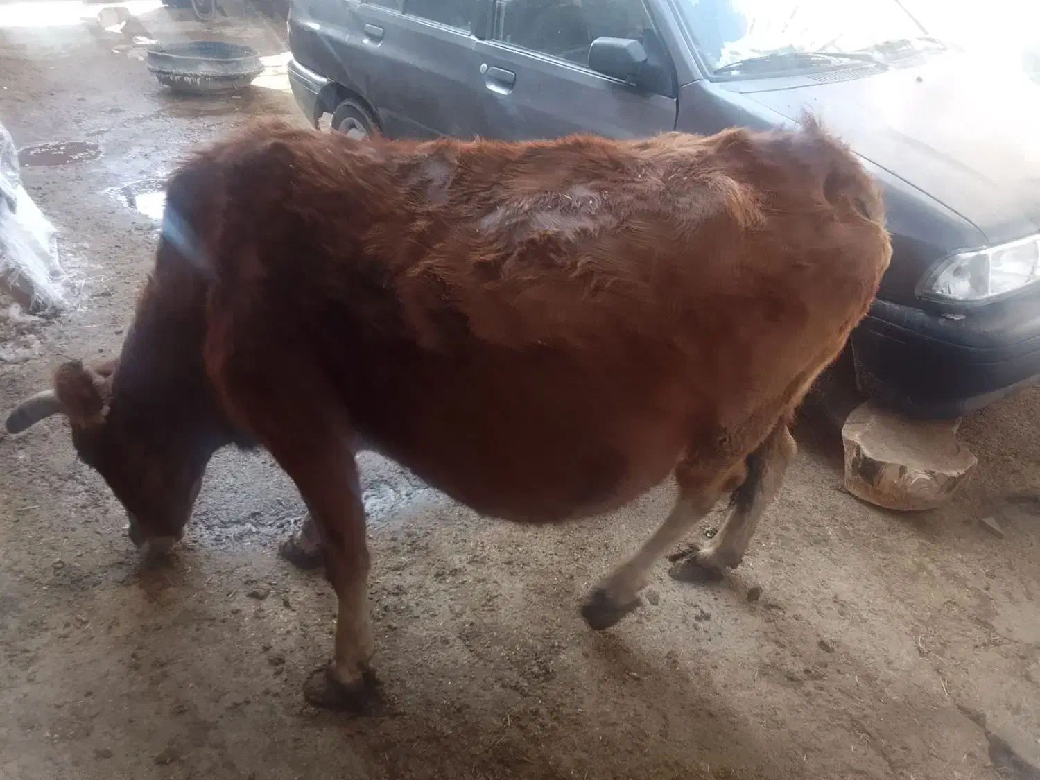 گاو رسمی|حیوانات مزرعه|آوج, |دیوار