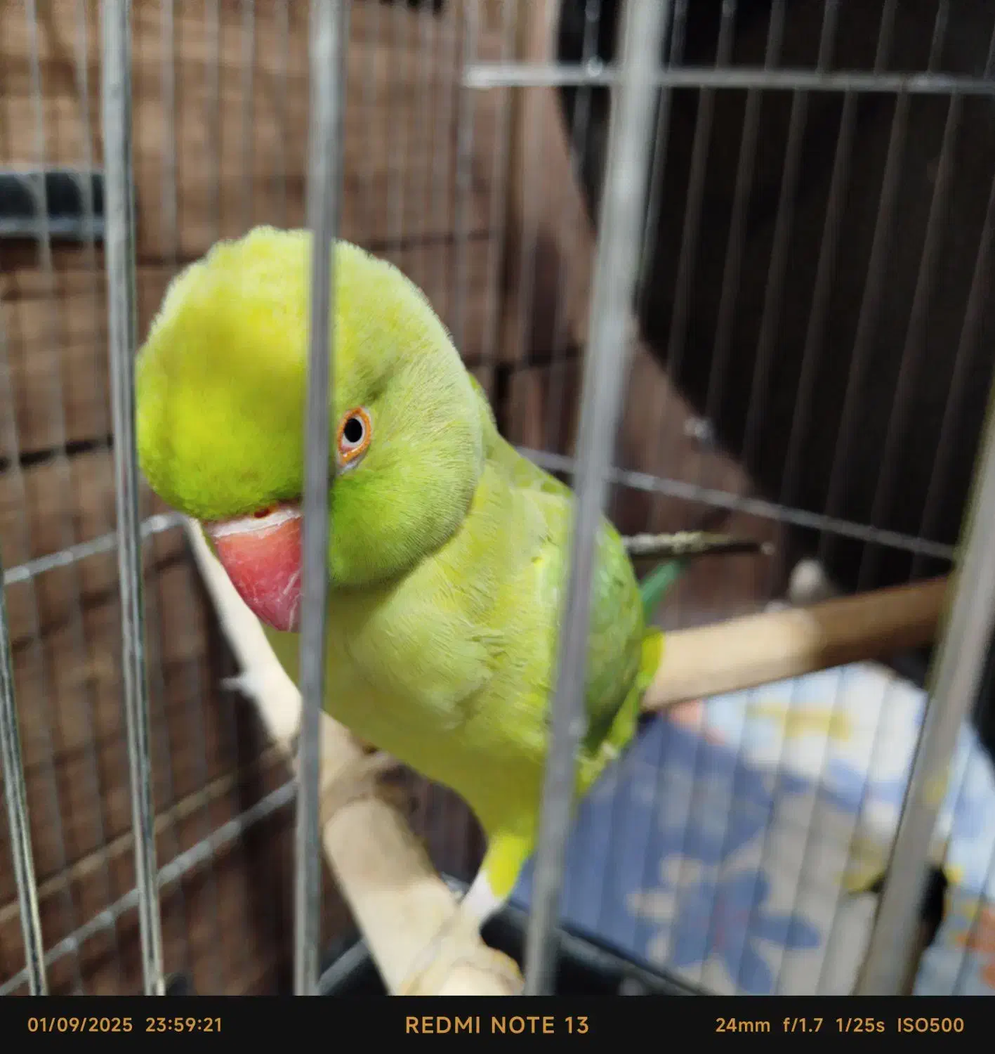 طوطی ملنگو ماده نیمه رام|پرنده|تهران, شکوفه (عبدل آباد)|دیوار