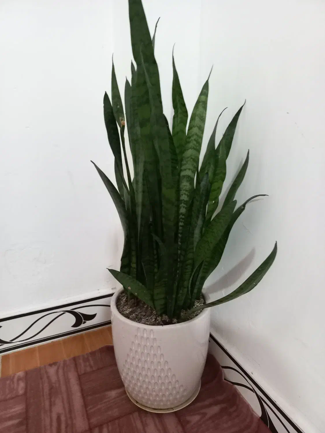 گل.|گل و گیاه طبیعی|ماسال, |دیوار