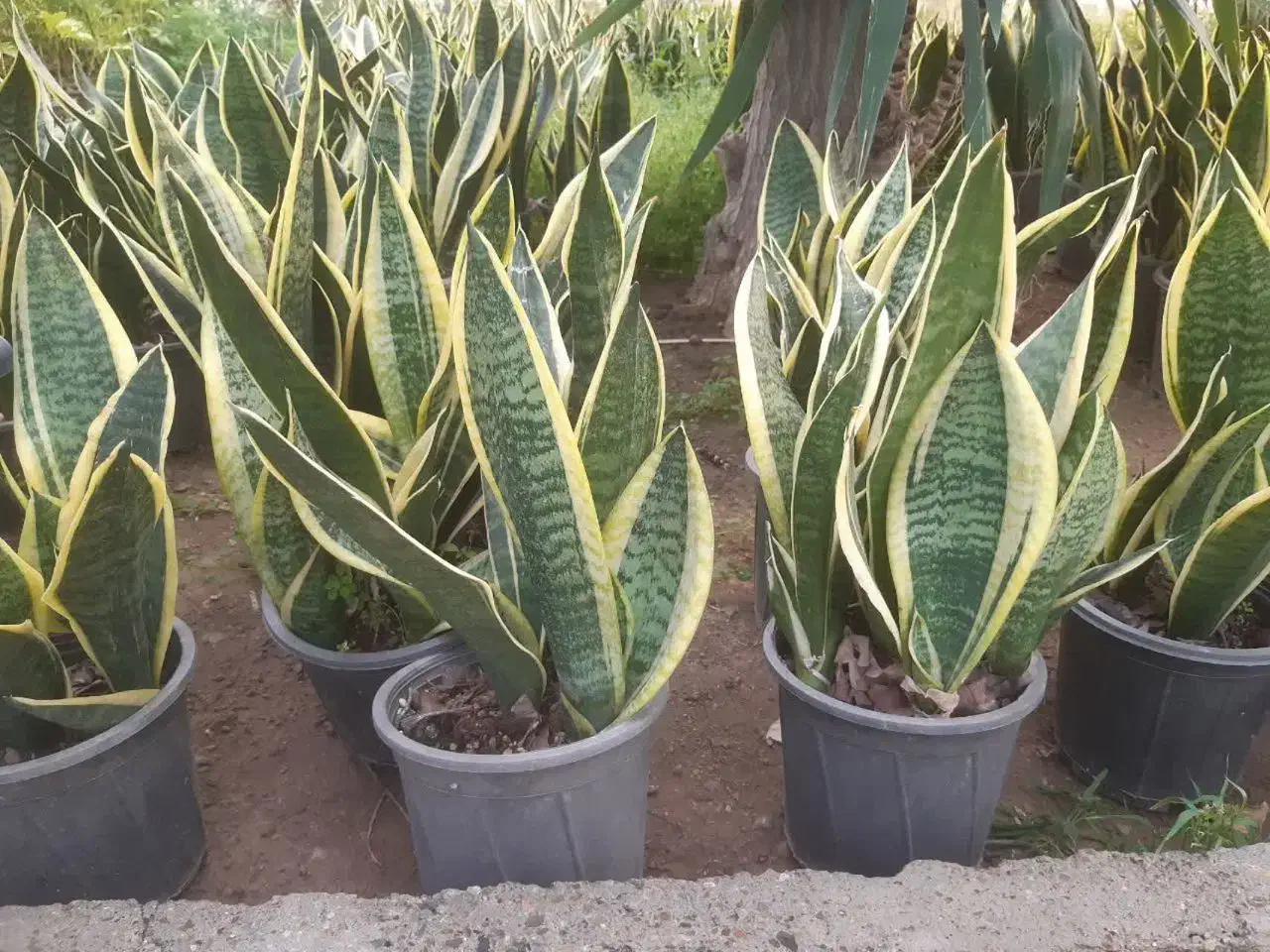 کافه گل ها|گل و گیاه طبیعی|کرج, اصفهانی‌ها|دیوار