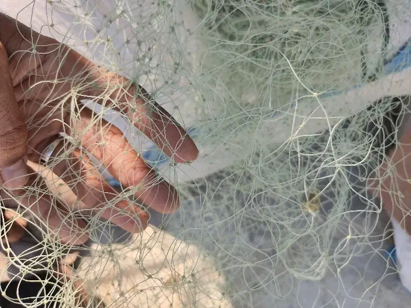 تور قبادی سه ای|ماهیگیری|بندر کنگان, |دیوار