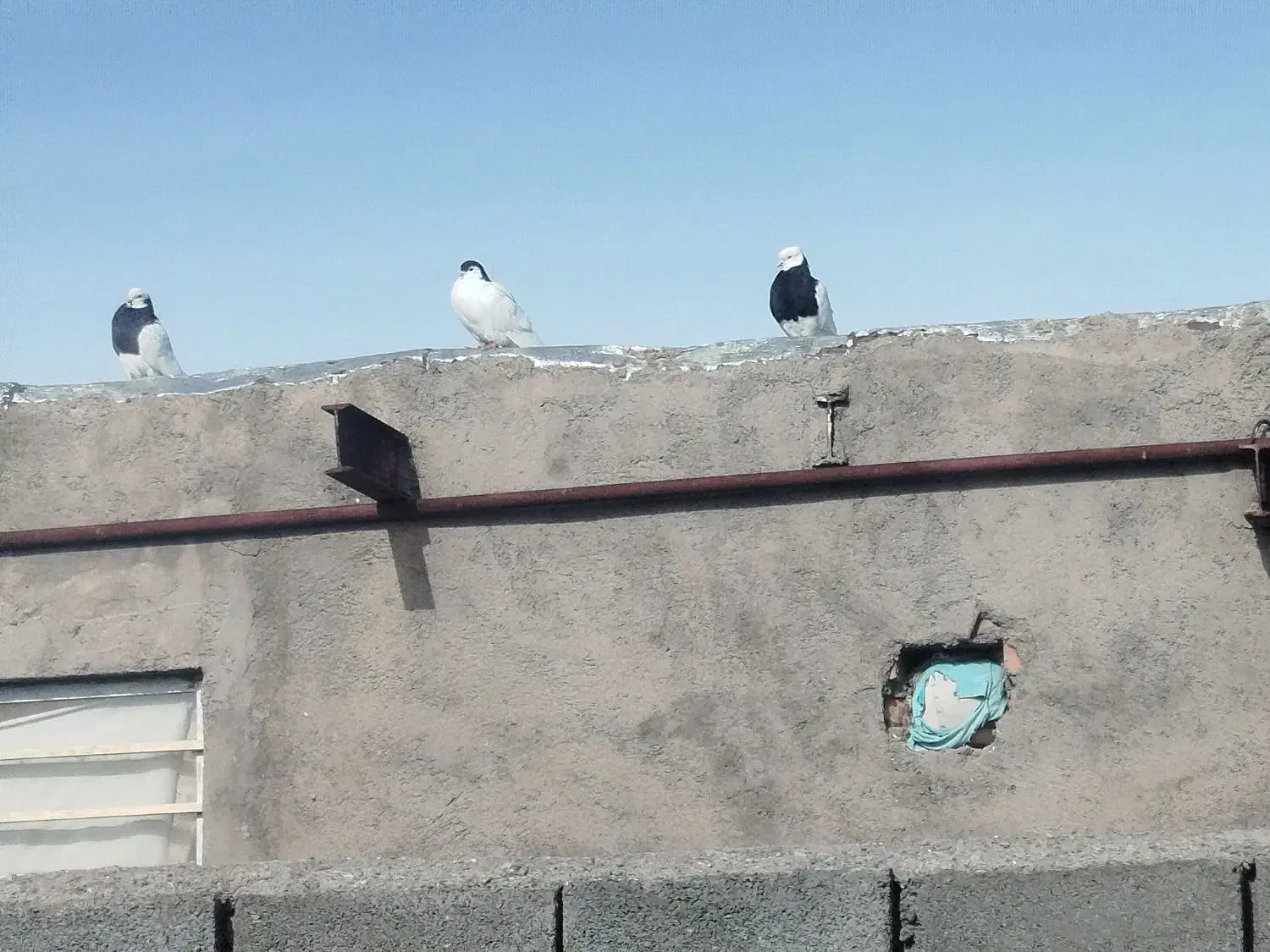 چهار عدد کبوتر|پرنده|میان جلگه, |دیوار