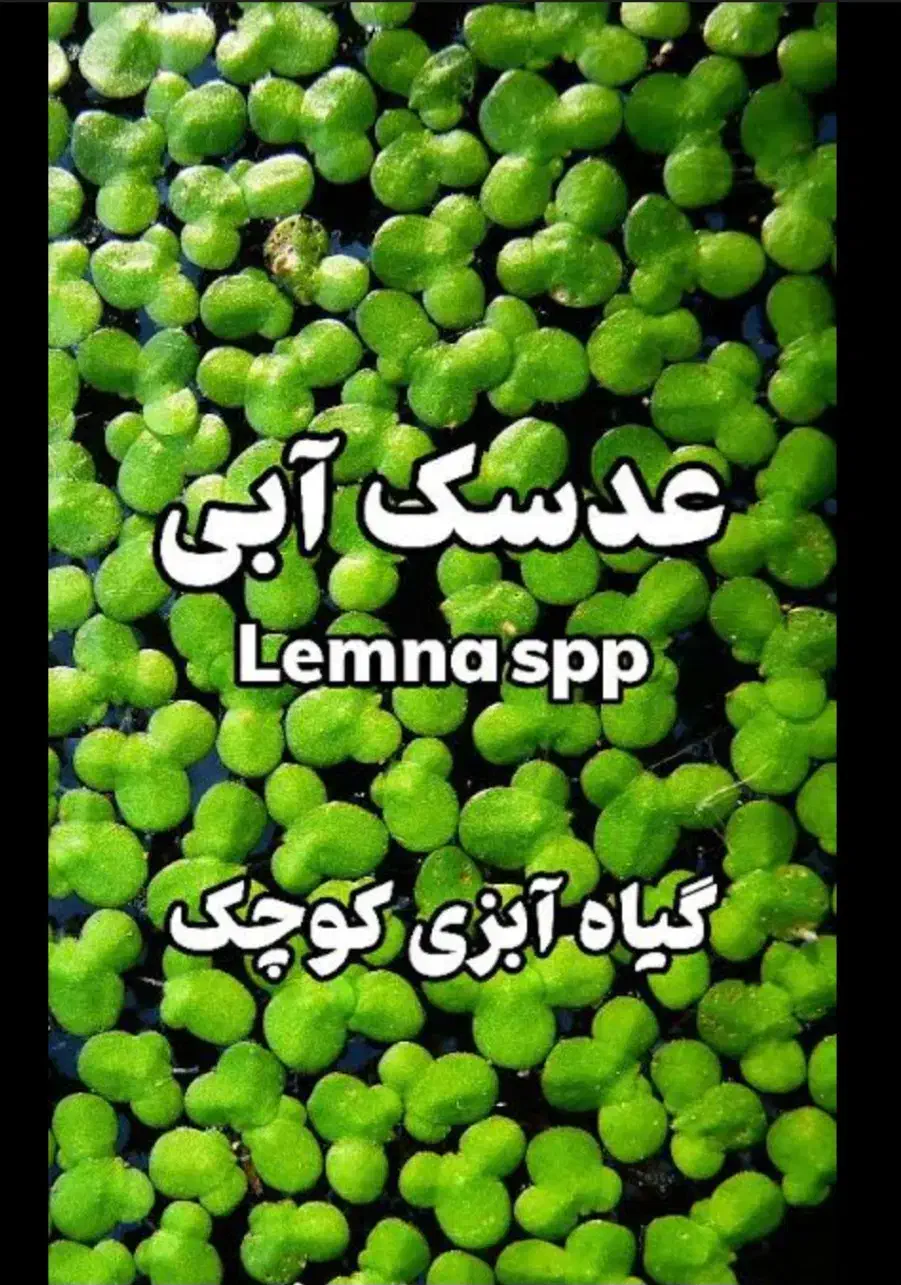 عدسک آب فرشی سبز و طبیعی بر سطح آکواریوم شما|ماهی|خرمشهر, |دیوار