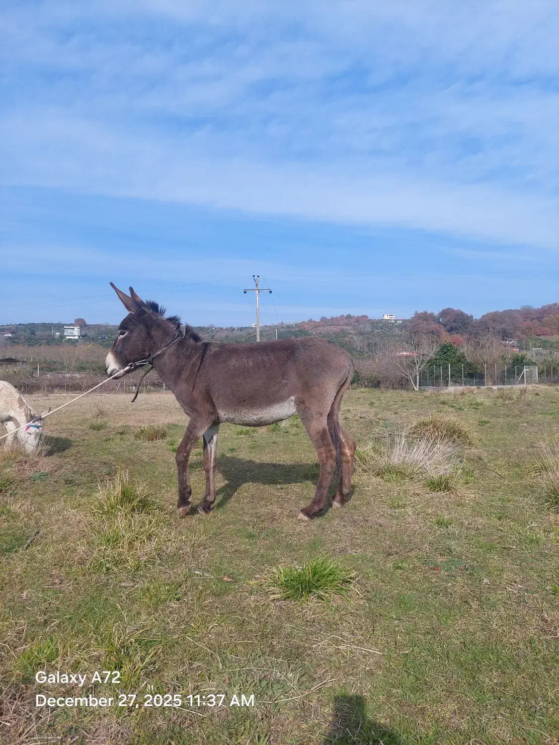خر نر|حیوانات مزرعه|قائمشهر, |دیوار