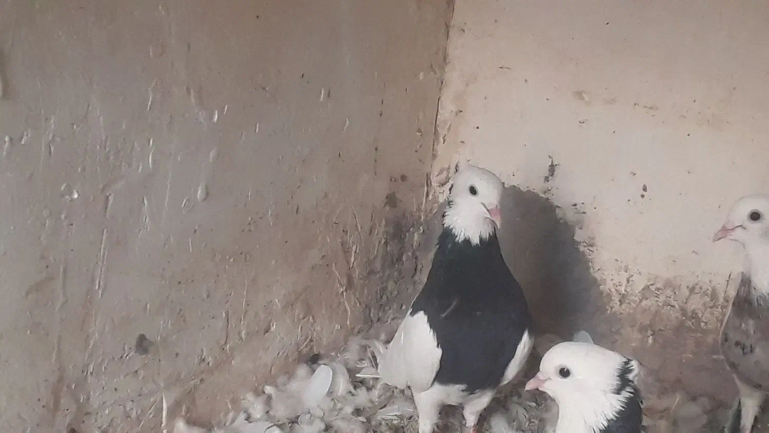 طوق سیاه نر|پرنده|نگین کویر, |دیوار