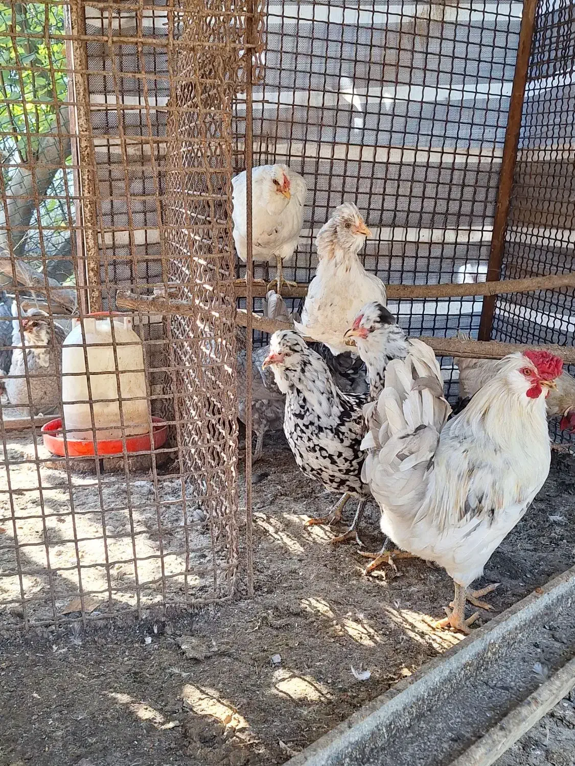 فروش تخم مرغ و مرغ گلین لری|حیوانات مزرعه|گرگان, |دیوار