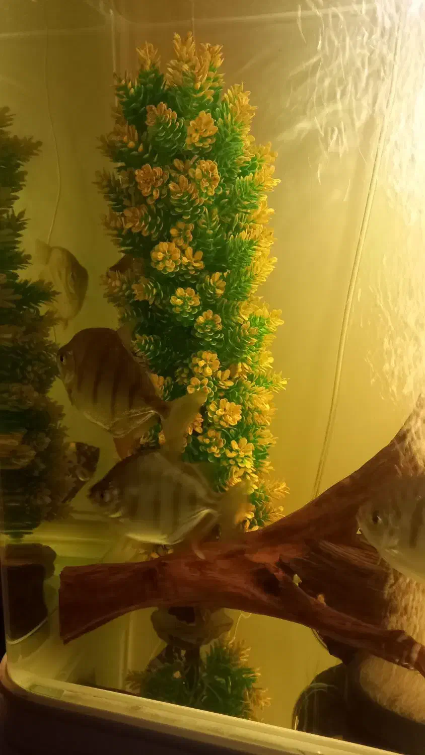 دالر بلک‌بری وبلک بار|ماهی|اصفهان, ملاصدرا|دیوار