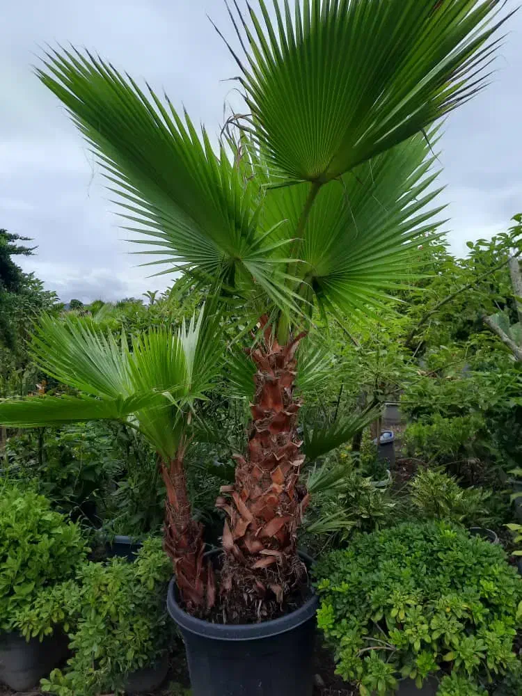 نخل پالم|گل و گیاه طبیعی|اهواز, سلطانمنش|دیوار