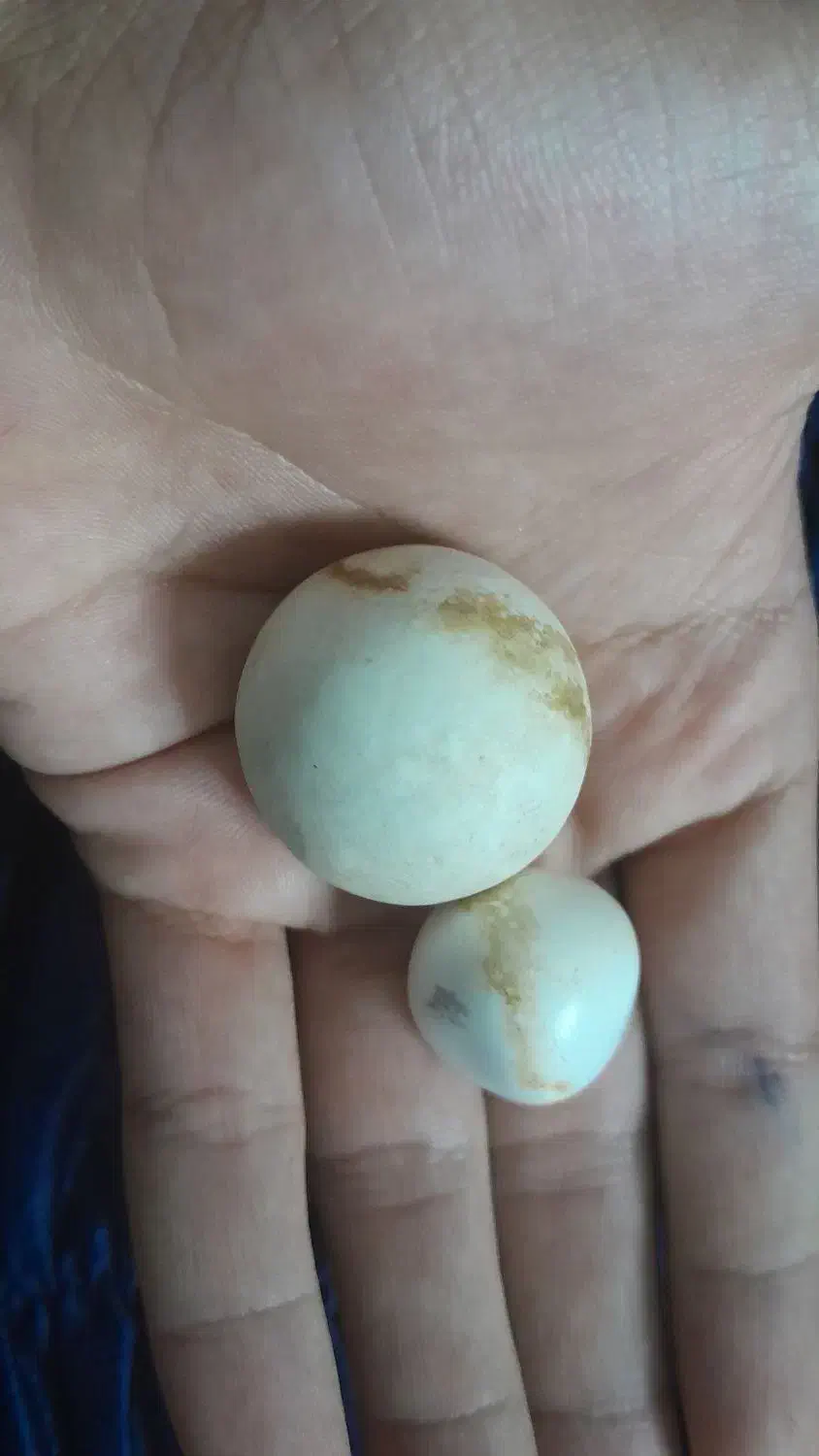 سنگ آسیاب|کلکسیون اشیاء عتیقه|فیروزآباد (فارس), |دیوار