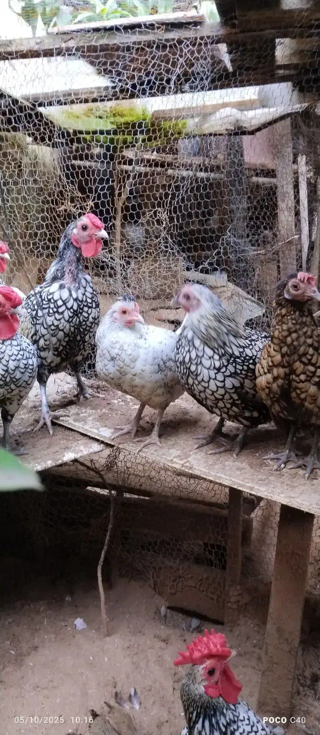 تخم مرغ تازه سیبرایت نطفه دار|حیوانات مزرعه|بندر انزلی, پیل علی باغ|دیوار