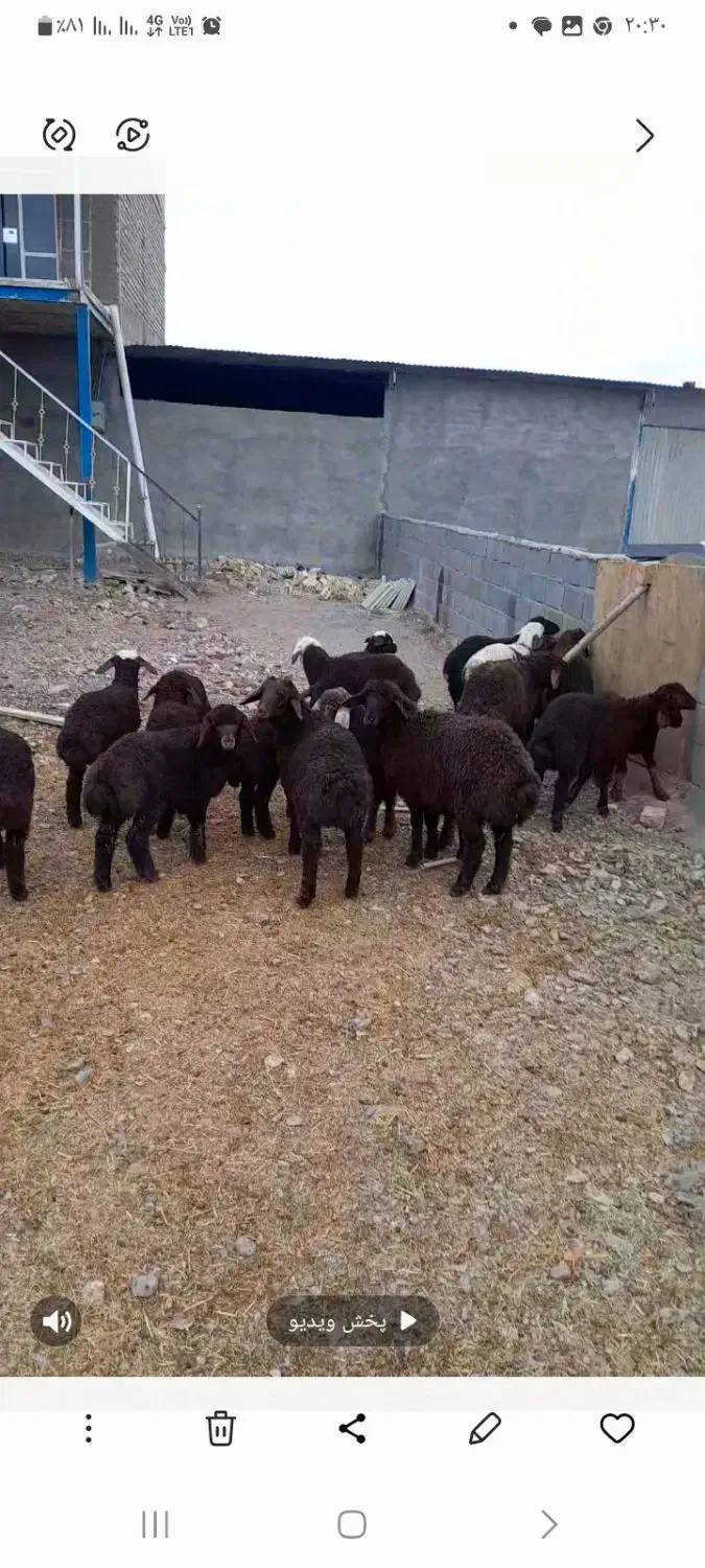 میش بره دار|حیوانات مزرعه|چناران, |دیوار