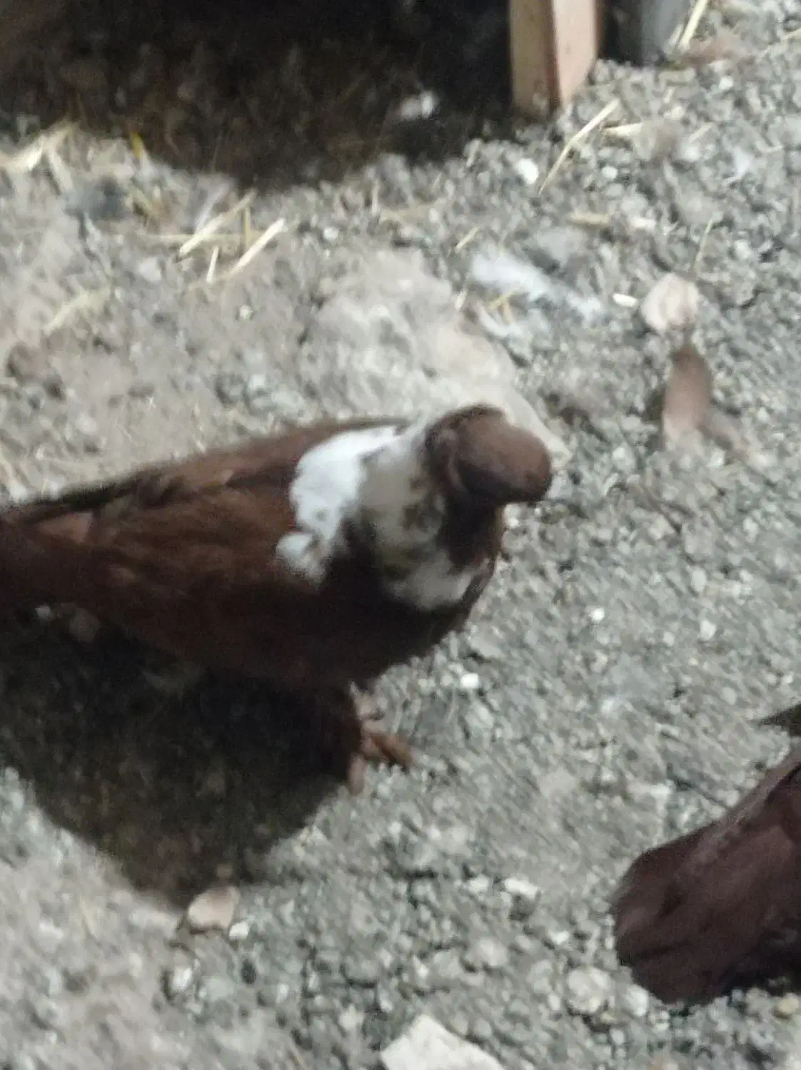 کبوتر ککیلی|پرنده|اردبیل, |دیوار