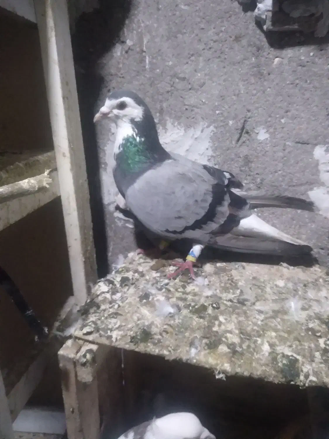 پرنده|حیوانات|اندیمشک, |دیوار