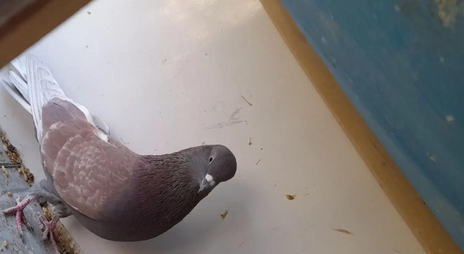 کبوتر. نر سرخ آس|پرنده|بروجن, |دیوار