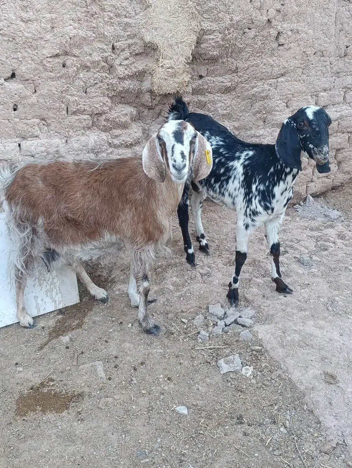 بز ابستن جمل زا|حیوانات مزرعه|رفسنجان, |دیوار