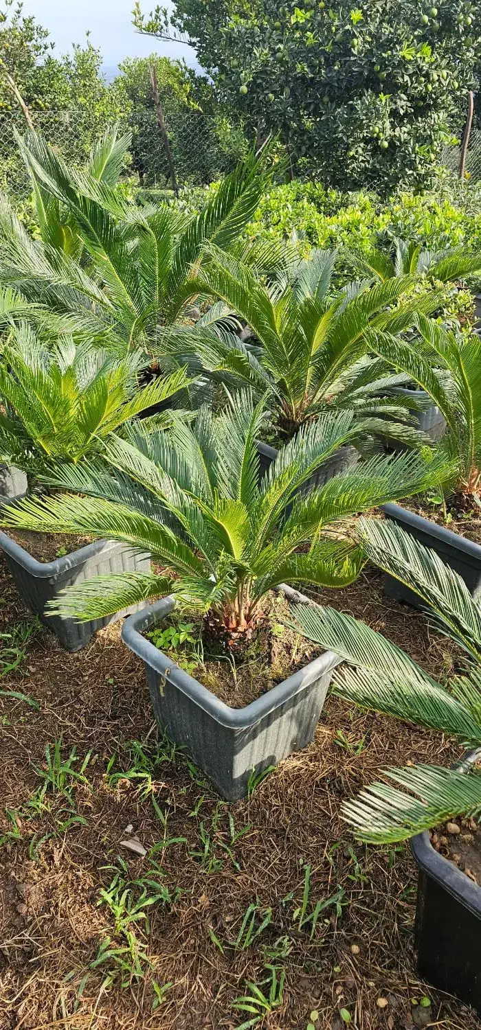 فروش انواع گل سیکاس یوکا یاس هلندی زیتون گلدان|عمدهفروشی|تهران, دهونک|دیوار