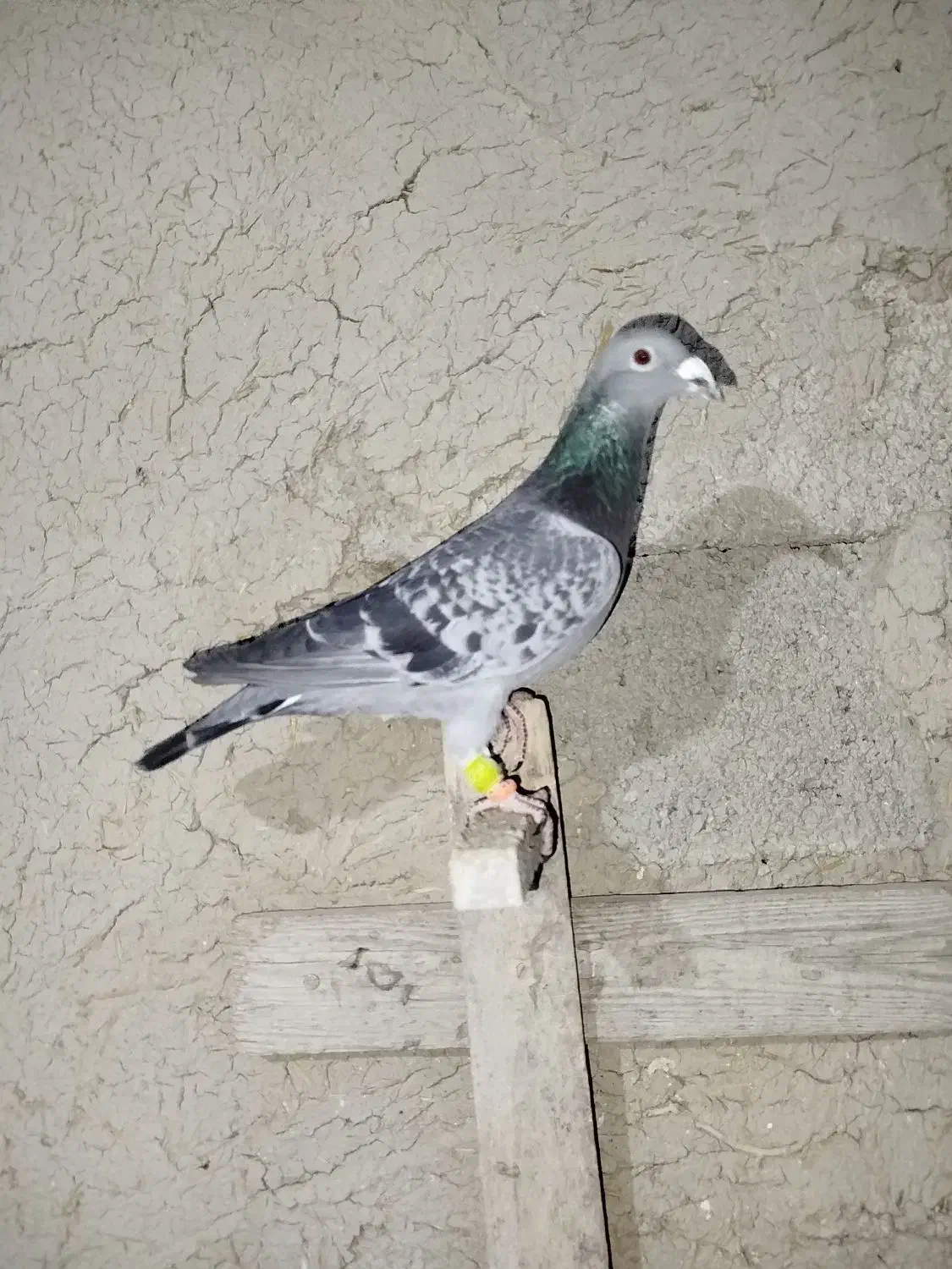 کبوتر|پرنده|مرودشت, دولت آباد|دیوار