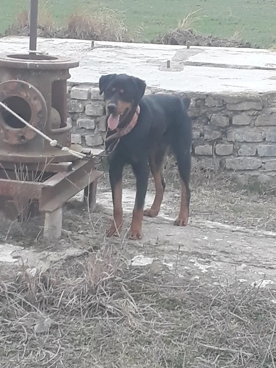 سگ روتوایلر نگهبان|سگ|مینودشت, |دیوار