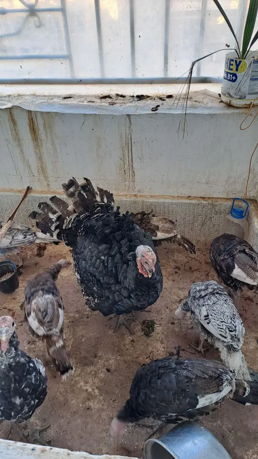 بوقلمون محلی|حیوانات مزرعه|صدرا-فارس, فاز ۱|دیوار