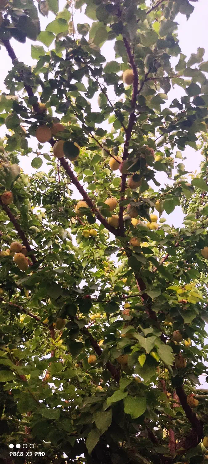 باغ فروش|فروش زمین و ملک کلنگی|گرمخان, |دیوار