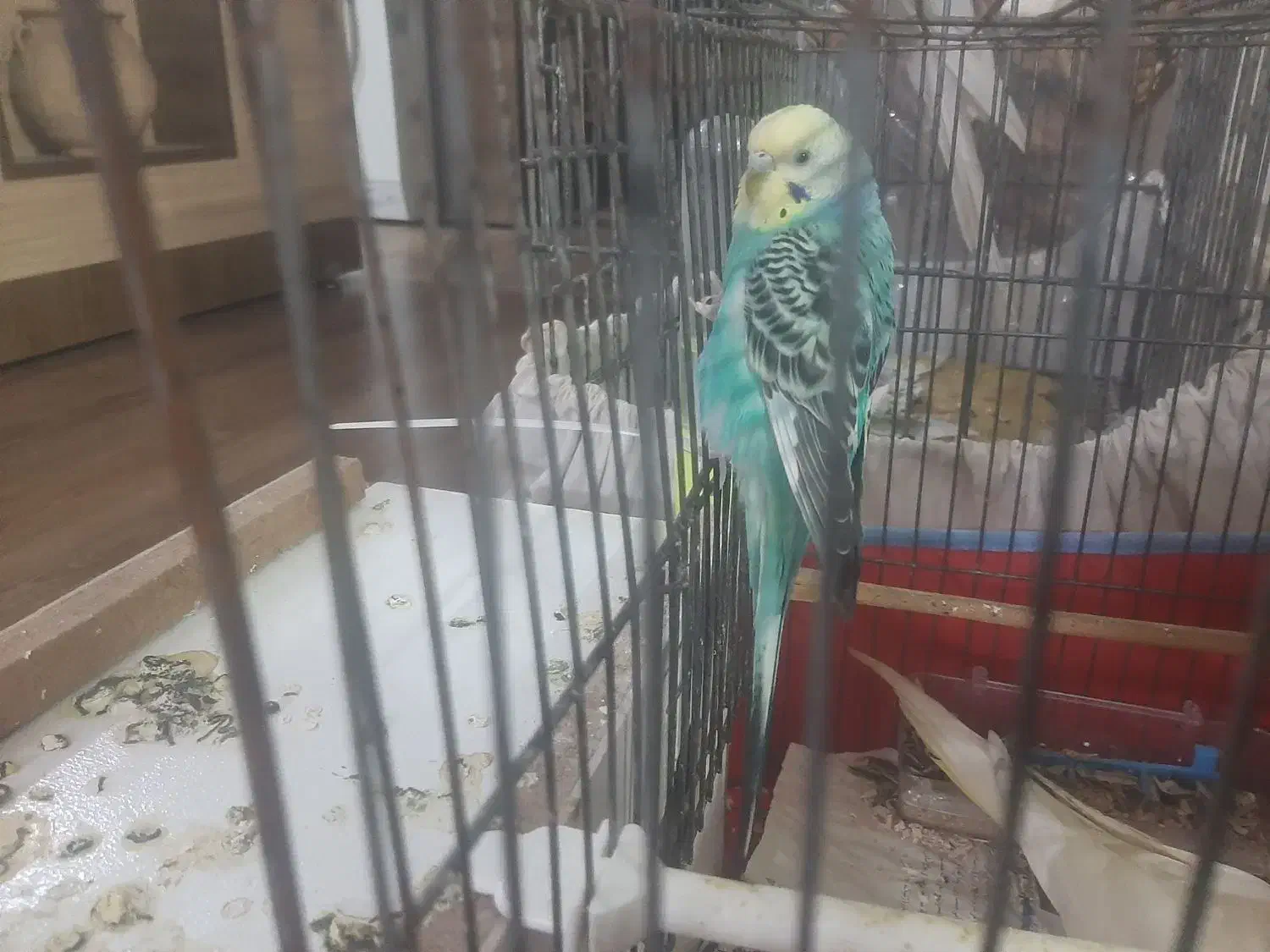 پرنده|پرنده|بجنورد, |دیوار