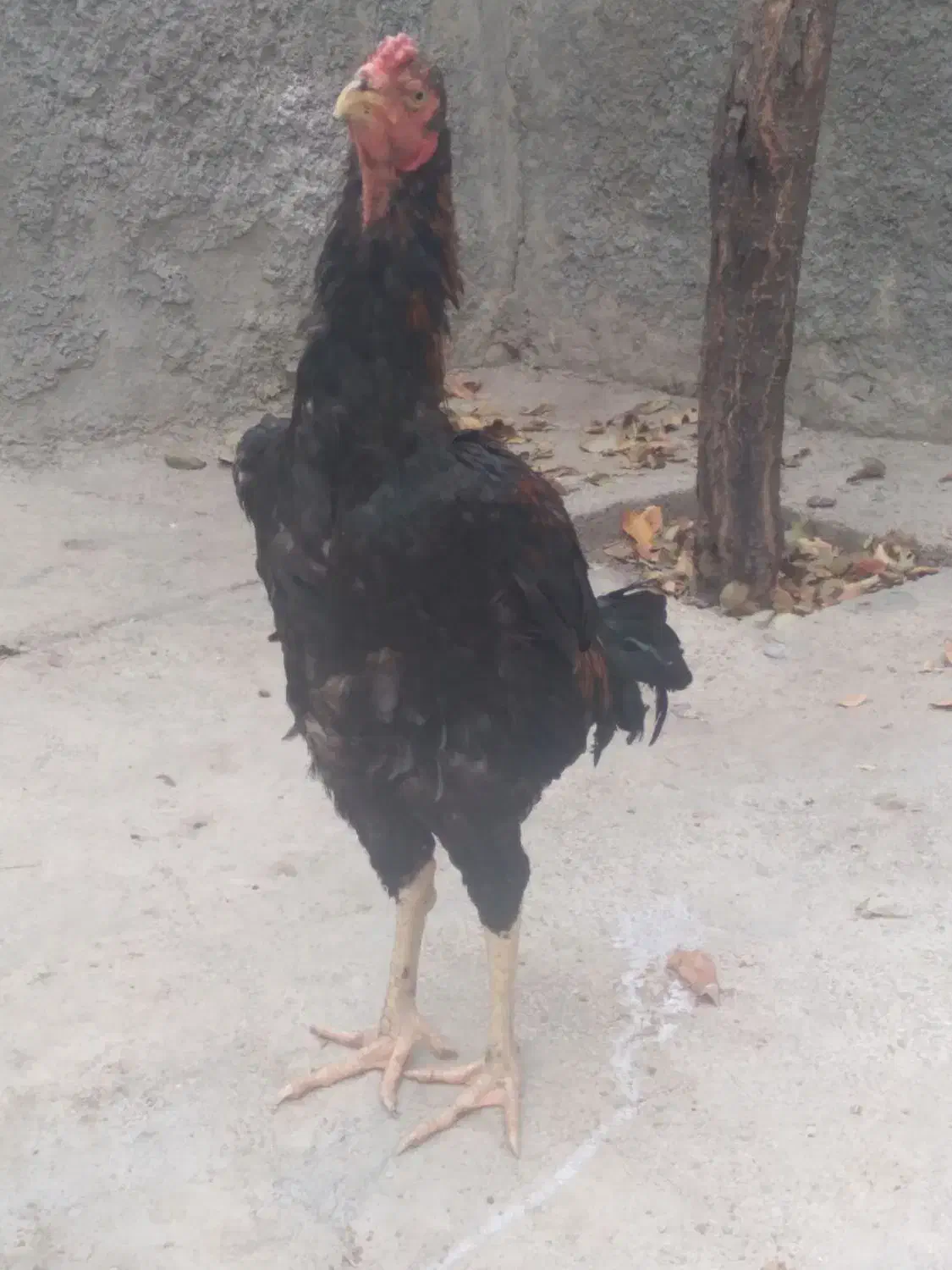 جوجه خروس ۷ماه|حیوانات مزرعه|خلخال, |دیوار