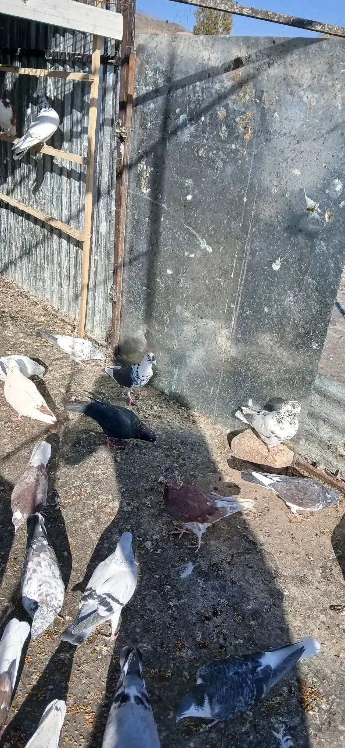 ملقی وگوک|پرنده|بافت, |دیوار