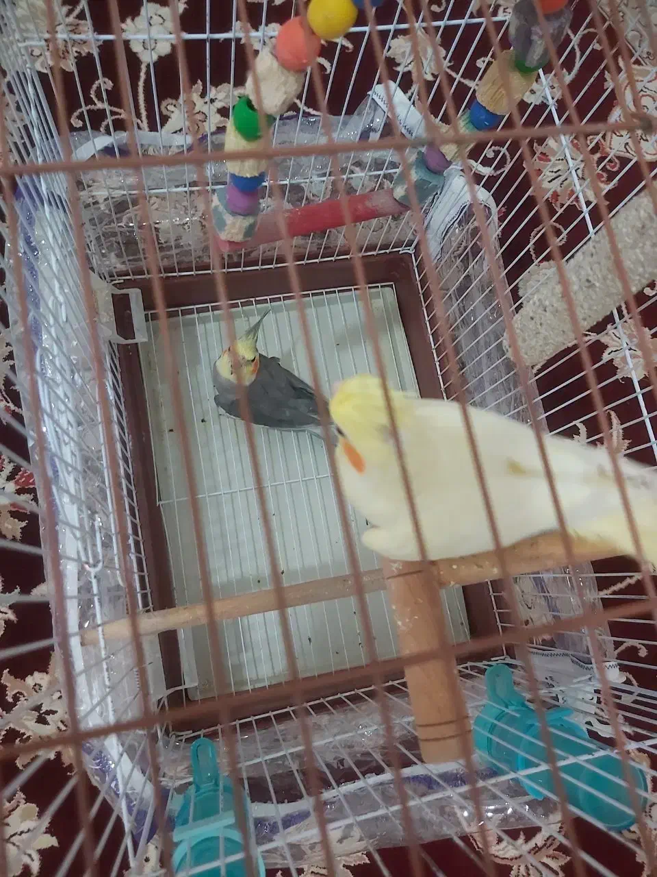 جفت عروس هلندی|پرنده|فردوس (خراسان), |دیوار