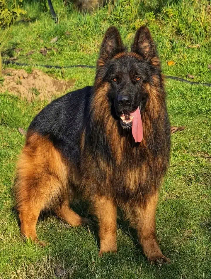 ژرمن شپرد شولاین کینگ|سگ|تهران, سعادتآباد|دیوار