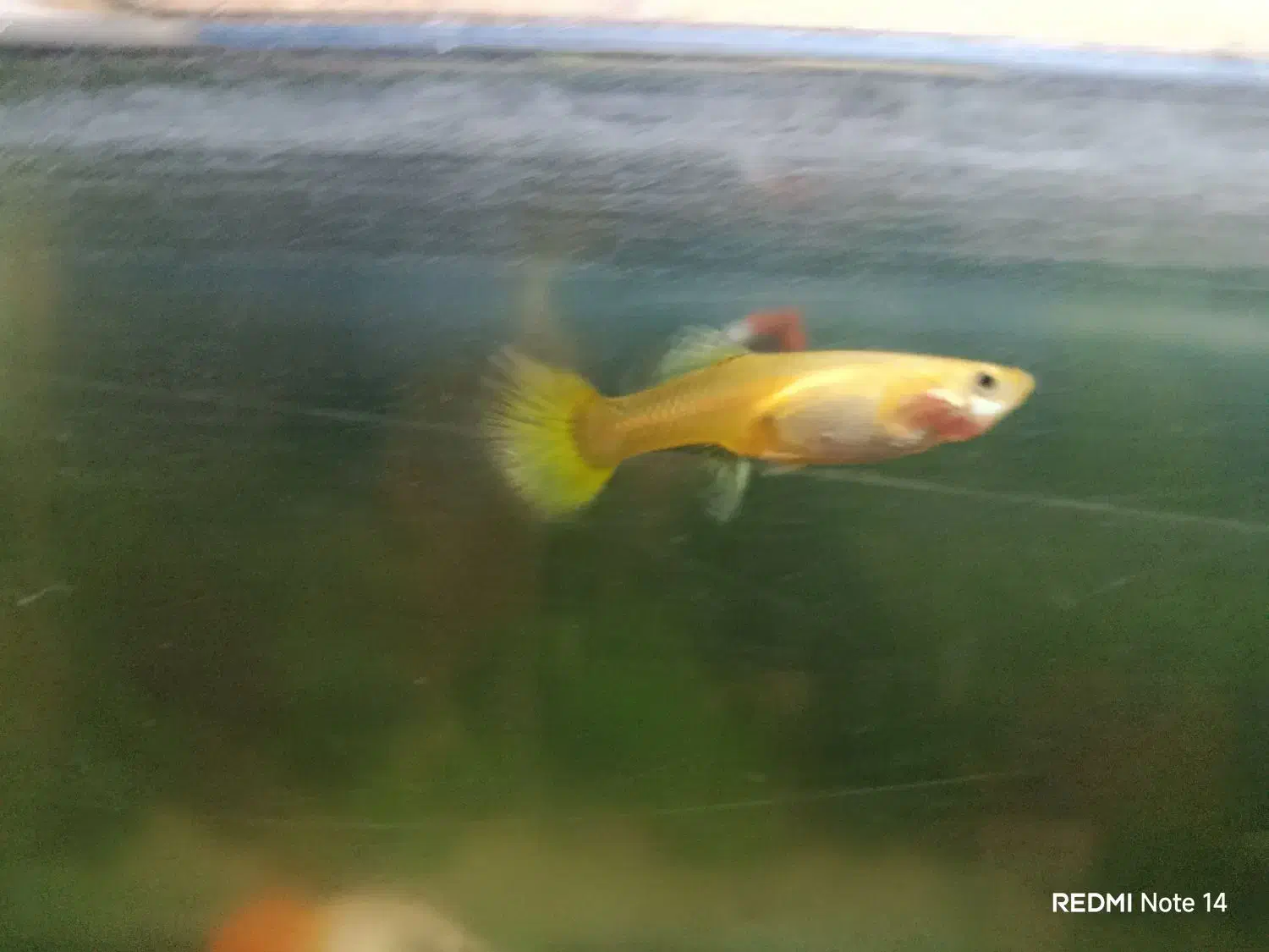 فروش فوری ماهی های گیاه خوار|ماهی|مهریز, |دیوار