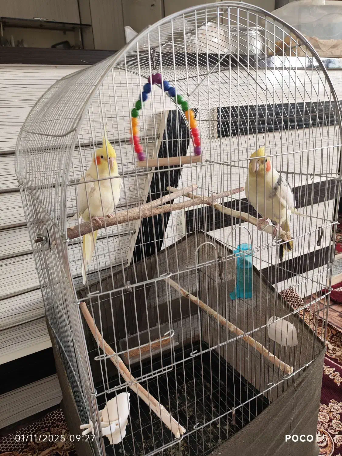 فروش یک جفت عروس هلندی قفس|پرنده|عجب شیر, |دیوار