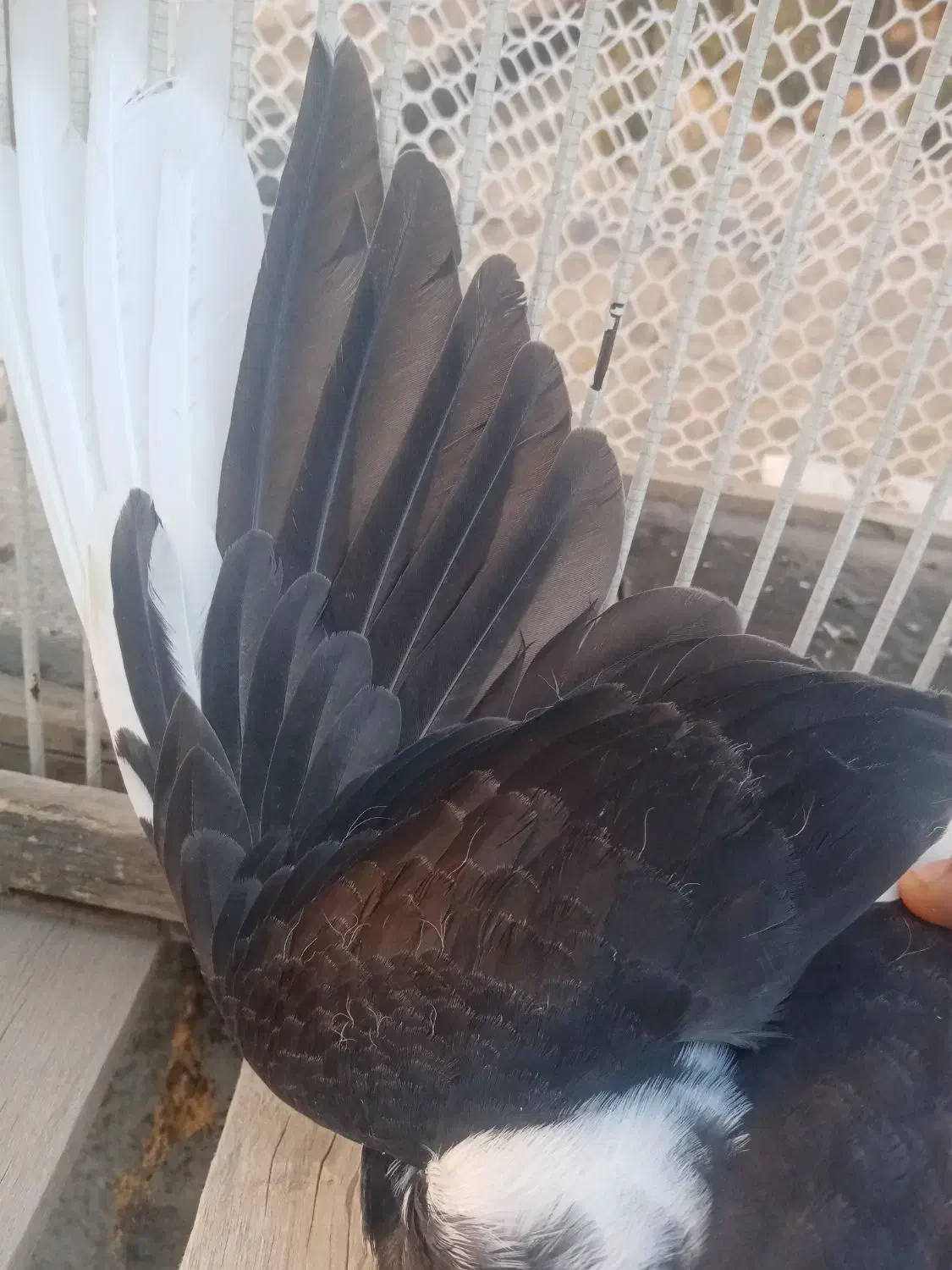 کفتر|پرنده|تربت‌حیدریه, ۴۵ متری|دیوار