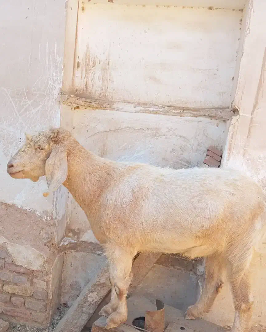 نری بخته شده|حیوانات مزرعه|زرند, |دیوار