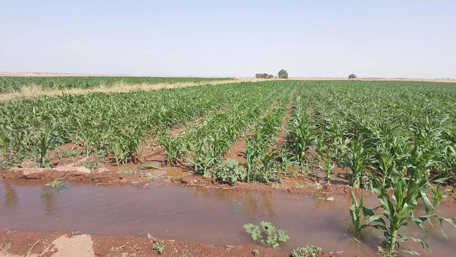 اجاره زمین کشاورزی|اجارهٔ دفتر صنعتی، کشاورزی، تجاری|دشتابی, |دیوار