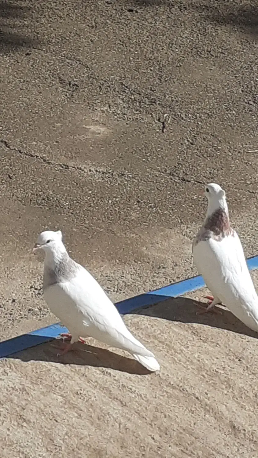 کفتر طوقی|پرنده|کوهدشت, |دیوار