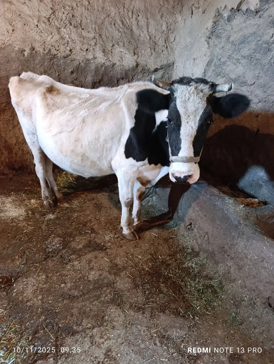 گاو داشتی|حیوانات مزرعه|بیرانوند, |دیوار