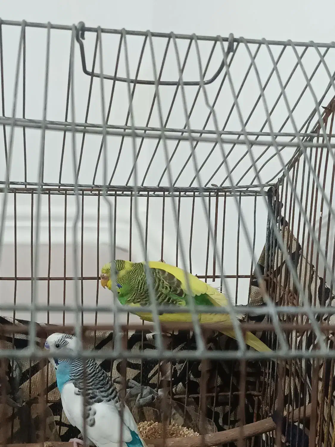 مرغ عشق|پرنده|جیرفت, |دیوار