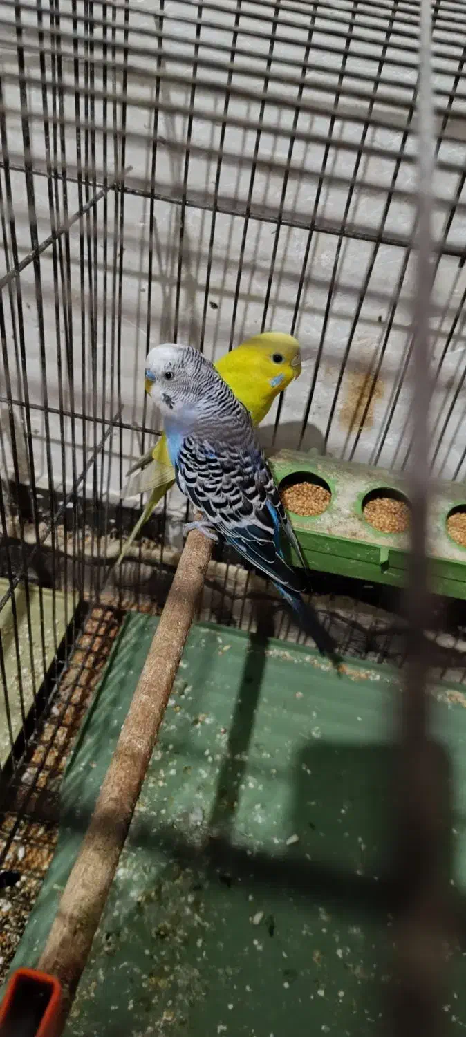 مرغ عشق مولد|پرنده|آبادان, |دیوار