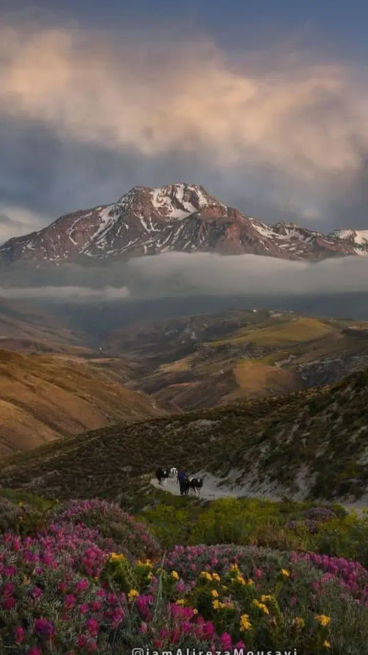عسل طبیعی ساوالان صادراتی|خوردنی و آشامیدنی|سرعین, |دیوار