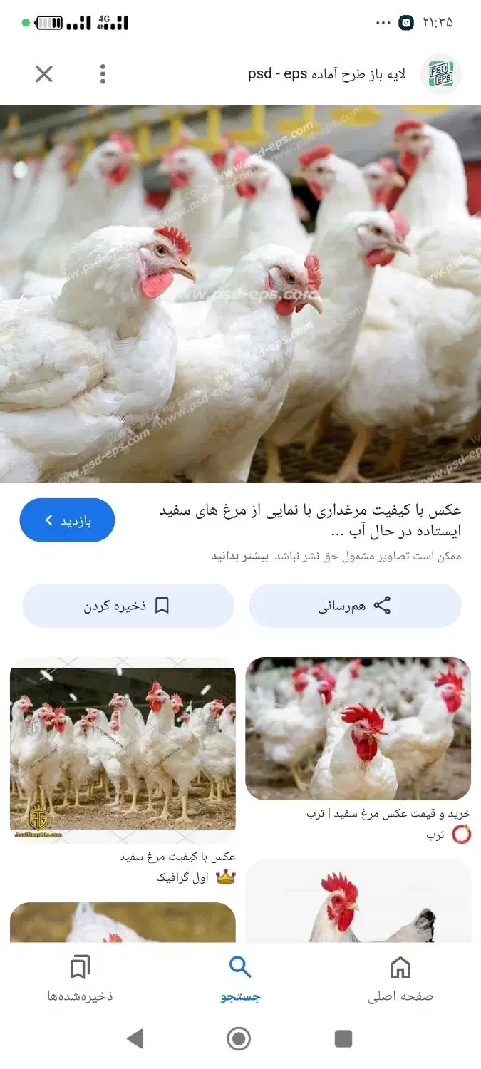 5تا مرغ سفید تخمی|حیوانات مزرعه|اسفراین, |دیوار