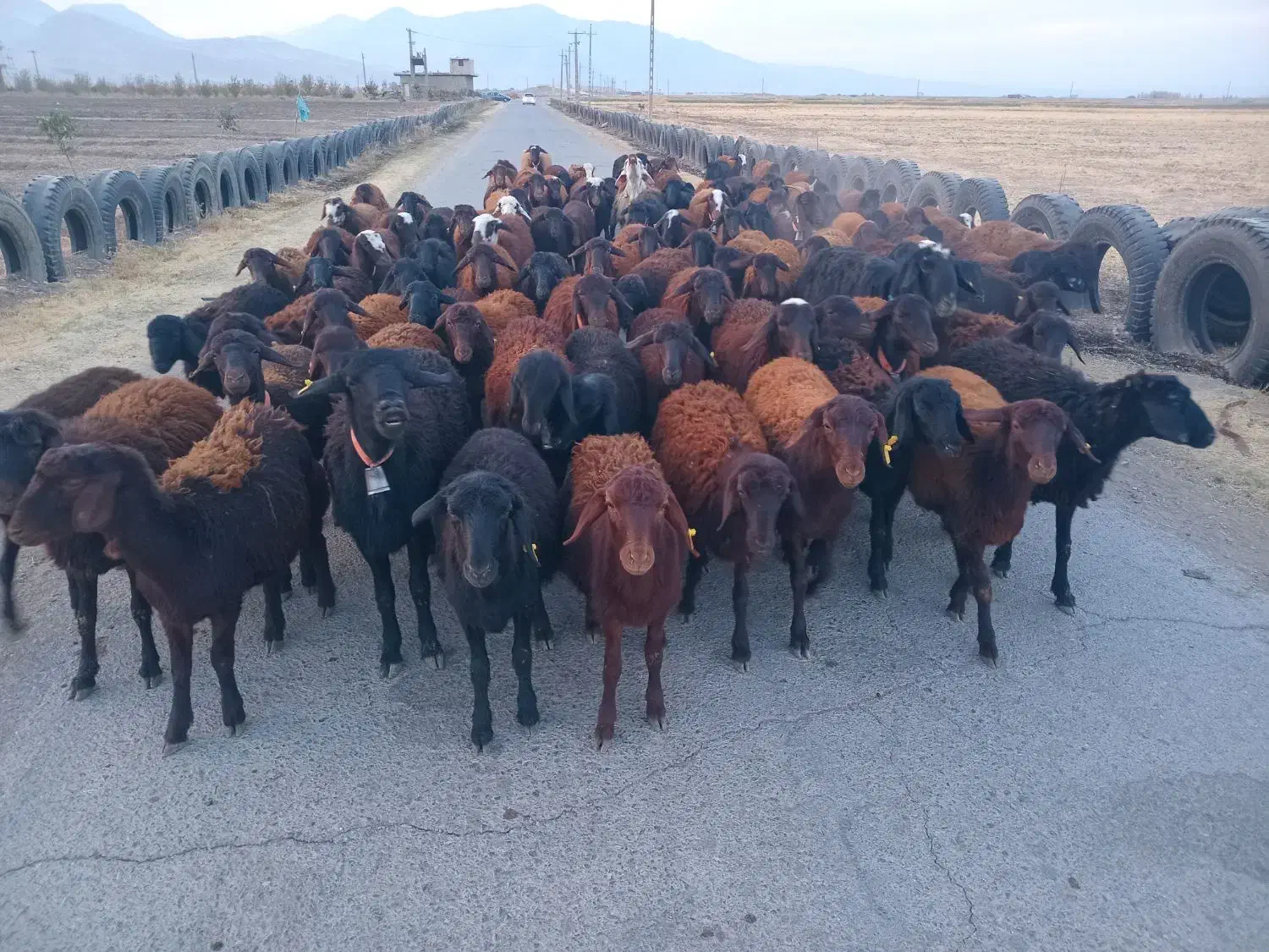 گوسفند شیشک و بره ماده|حیوانات مزرعه|بروجرد, |دیوار