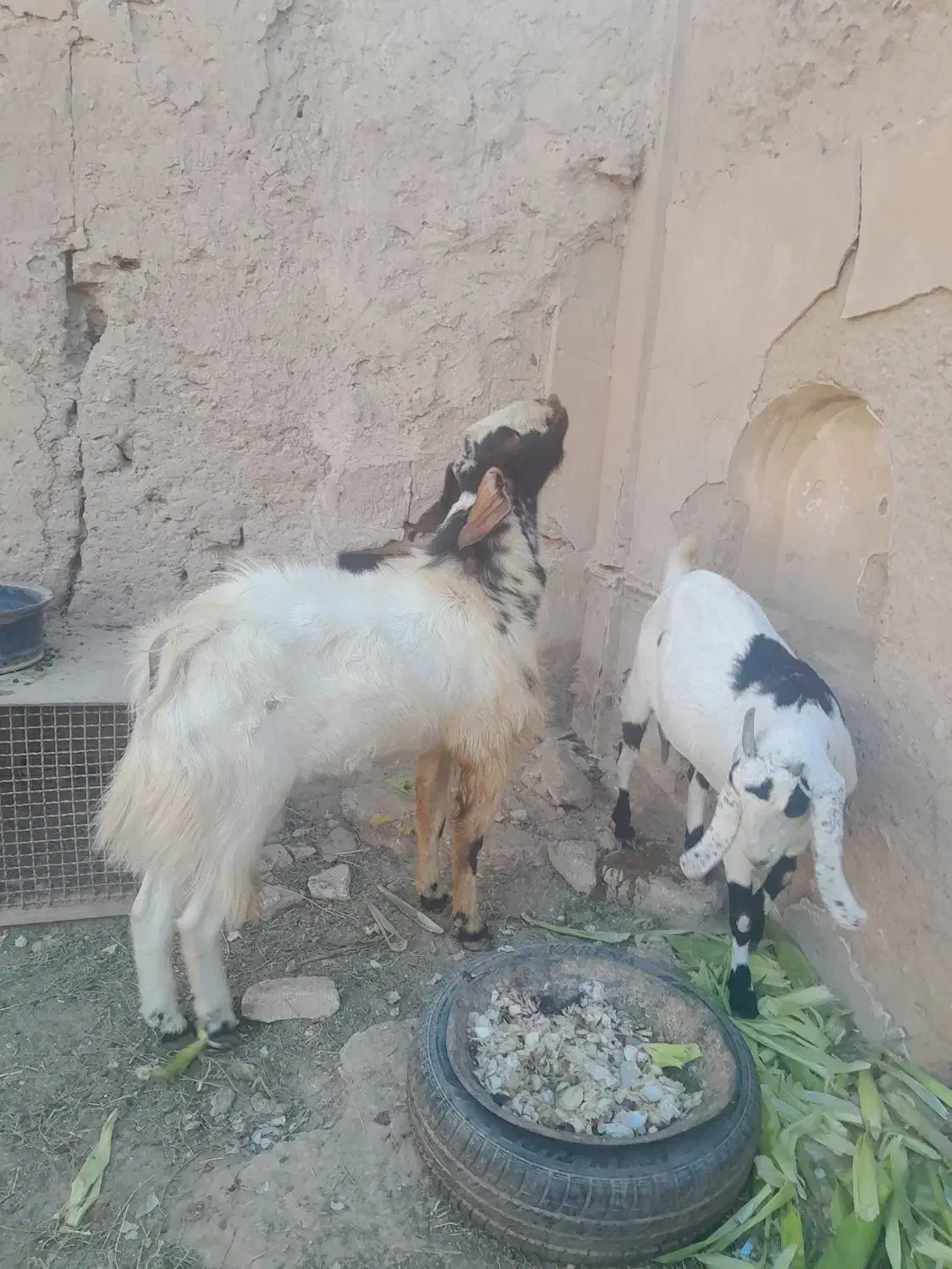بز پاکستانی اصیل|حیوانات مزرعه|سمنان, |دیوار