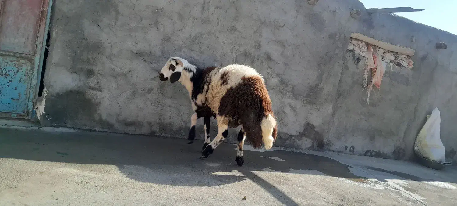 بره نر پلنگی|حیوانات مزرعه|کوهدشت, |دیوار