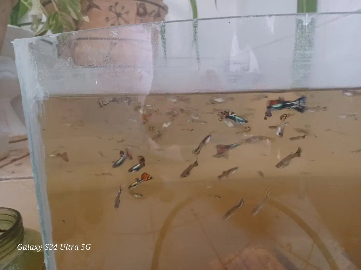 ماهی|ماهی|اردکان, |دیوار