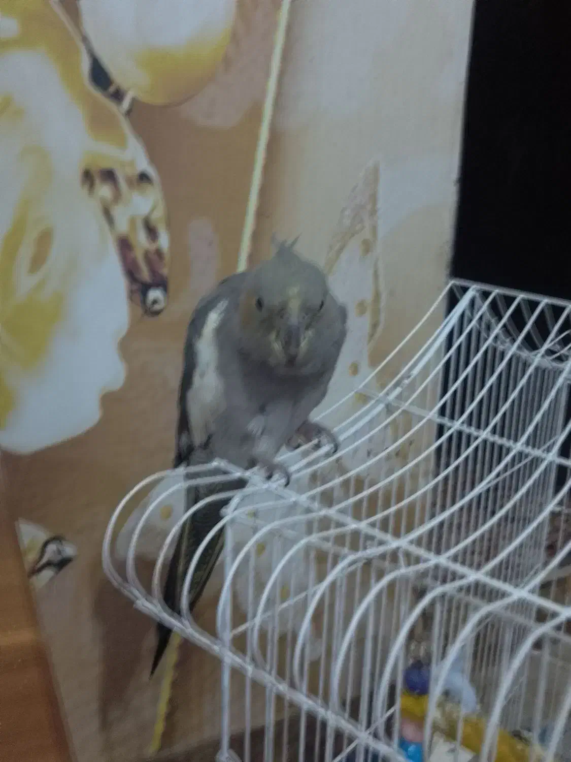 عروس هلندی با قفس|پرنده|ضیابر, |دیوار