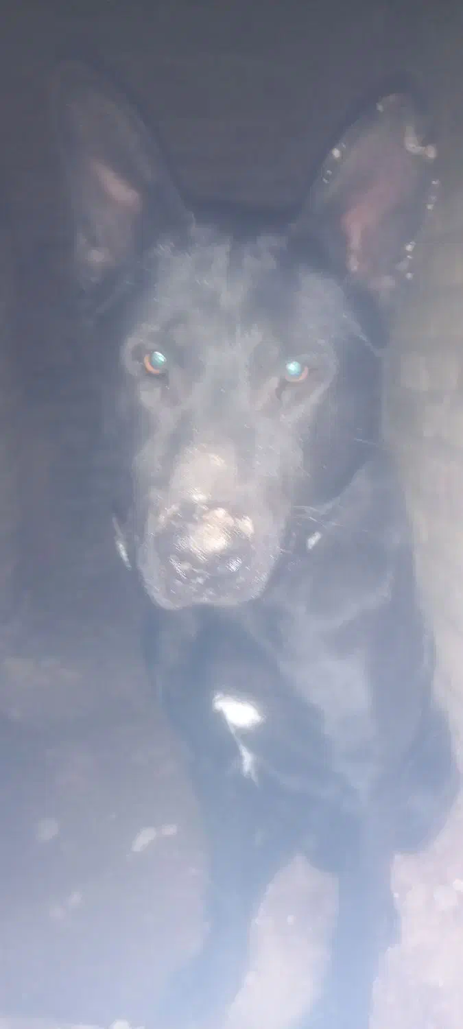 سگ گم شده|حیوانات|سبزوار, قصبه شرقی|دیوار