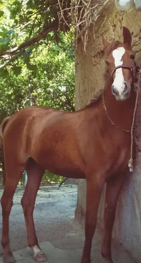 پانسیون اسب|اسب و تجهیزات اسبسواری|مهریز, |دیوار