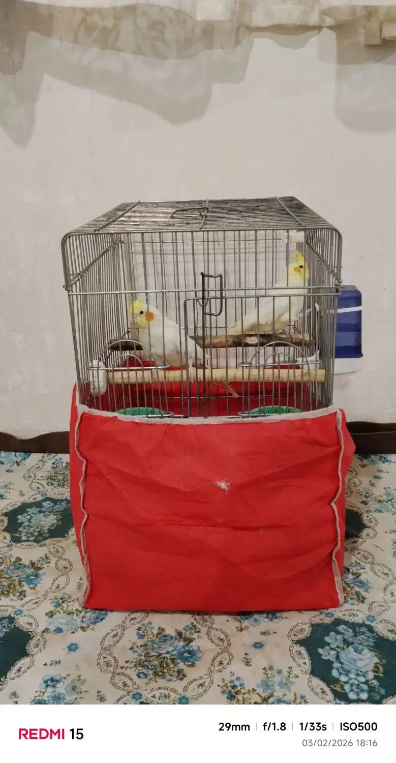 عروس هلندی|پرنده|تاکستان, |دیوار